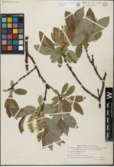 Foto von Salix glandulifera Flod.